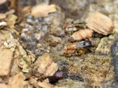 Clusia czernyi thumbnail 2