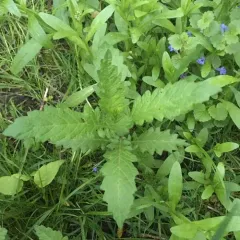 European water-horehound thumbnail 4