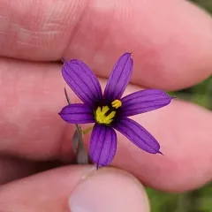 Idaho Blue-eyed Grass thumbnail 3