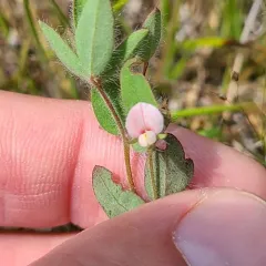 Spanish clover thumbnail 4