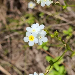 Fragrant Popcornflower thumbnail 2