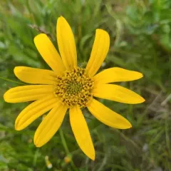 narrowleaf mule-ears thumbnail 4