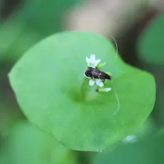 Ocean Spray Fairy Moth thumbnail 3