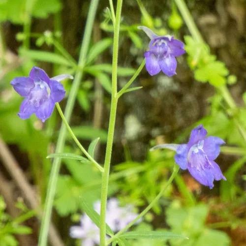 Willamette Valley larkspur