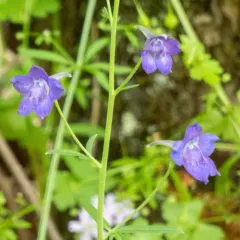 Willamette Valley larkspur thumbnail 1