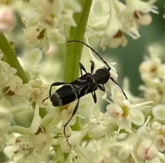 Microclytus compressicollis thumbnail 3