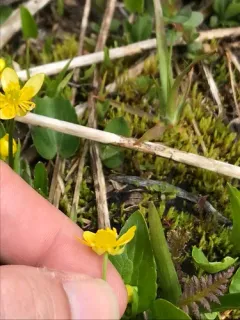 Mountain Buttercup thumbnail 1