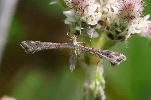 Irish Plume Moth