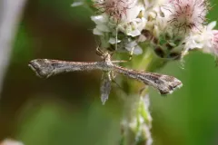 Irish Plume Moth thumbnail 1