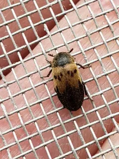 Dermestes signatus thumbnail 3