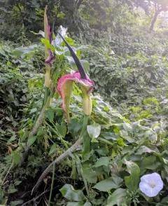 dragon arum thumbnail 1