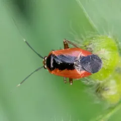 Wild Onion Mirid thumbnail 3