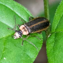 Short-collared Soldier Beetle thumbnail 2