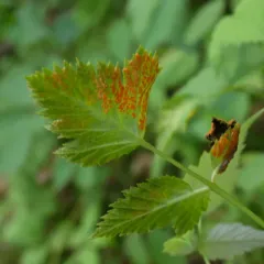 Gymnoconia peckiana thumbnail 3