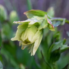 northern paintbrush thumbnail 3