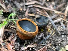 Plectania harnischii thumbnail 2