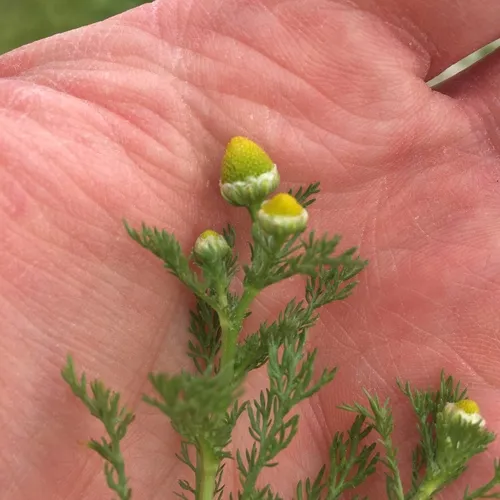 pineapple-weed