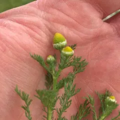 pineapple-weed thumbnail 1