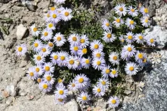 Rockslide Fleabane thumbnail 2