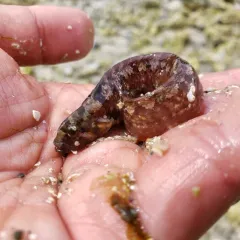 High Cockscomb thumbnail 3