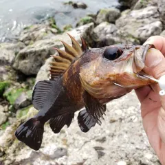 Quillback Rockfish thumbnail 2