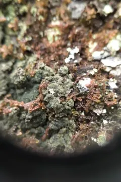 Moelleropsis nebulosa thumbnail 2