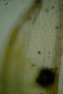 Dense-rooted Leske's Moss thumbnail 2