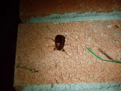 Phyllophaga futilis thumbnail 3