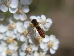 Violaceous Globetail thumbnail 1