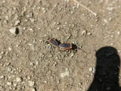 California Bordered Plant Bug thumbnail 4