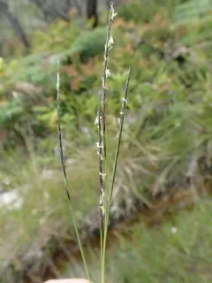 Matgrass thumbnail 1