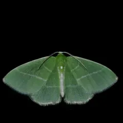 White-fringed Emerald thumbnail 3