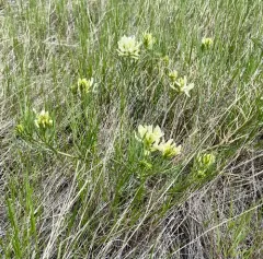 Narrowleaf Milkvetch thumbnail 3