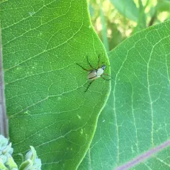 American Rose Chafer thumbnail 1