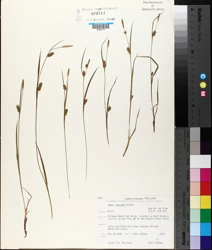 open-field sedge