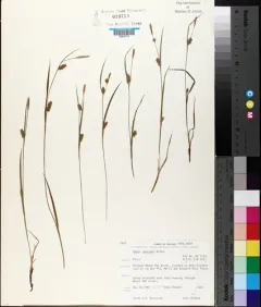 open-field sedge thumbnail 1