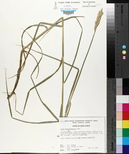 palm sedge