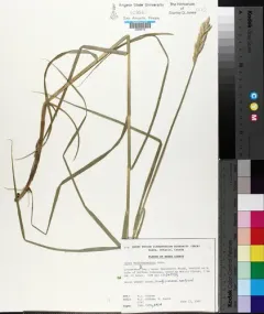 palm sedge thumbnail 1