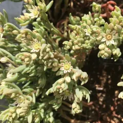 Spanish Stonecrop thumbnail 3
