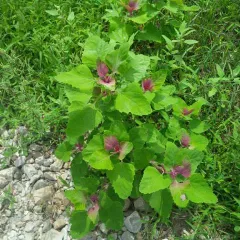 Tree spinach thumbnail 4