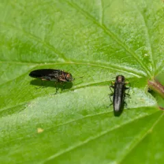 bronze birch borer thumbnail 3