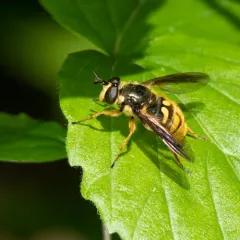 Spotted Wood Fly thumbnail 3