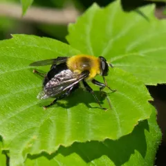 Bare-eyed Bee-mimic Fly thumbnail 3