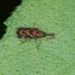 Sumitrosis inaequalis thumbnail 2