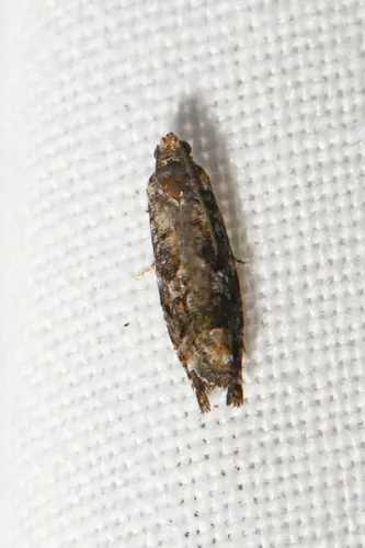 Gretchena semialba