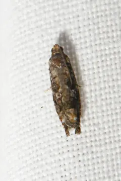 Gretchena semialba thumbnail 1