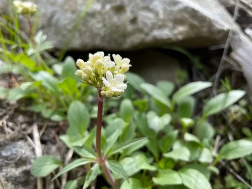 Wenatchee valerian