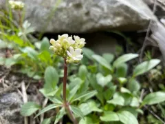 Wenatchee valerian thumbnail 1