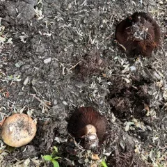 Pavement Mushroom thumbnail 2