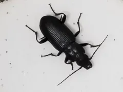 Diplous californicus thumbnail 2